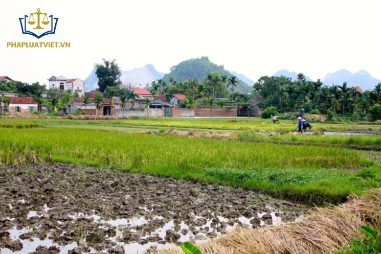 Đất nông nghiệp là gì? Hạn mức giao đất nông nghiệp là bao nhiêu?